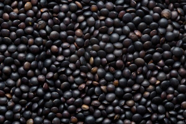 Black Gram by Gtb Exports